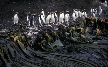 Un grupo de pingüinos crestados en Nueva Zelanda.