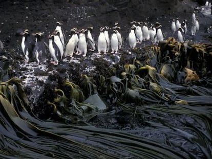 Un grupo de ping&uuml;inos crestados en Nueva Zelanda. 