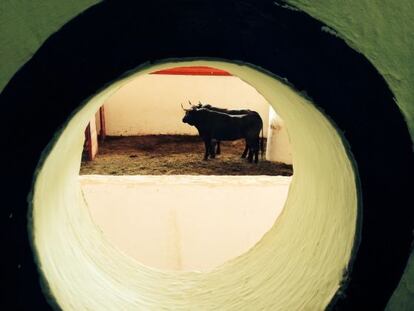 Los toros de la corrida de este sábado.