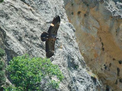 Tres quebrantahuesos vuelan de nuevo en Cazorla