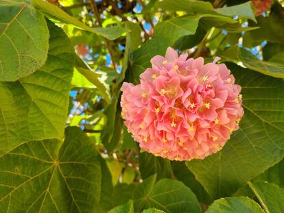 Una inflorescencia de dombeya a finales de febrero del año pasado en los jardines de Murillo de Sevilla.