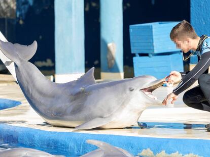 Un adiestrador, con uno de los delfines del zoo de Madrid.