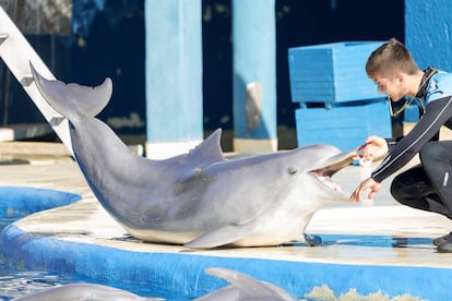 Un adiestrador, con uno de los delfines del zoo de Madrid.