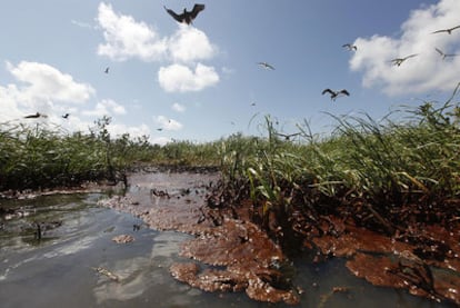 En la bahía de Barataria, en la costa de Luisiana, ya hay evidencia del gran chapapote producido por la catástrofe de la plataforma petrolífera de BP