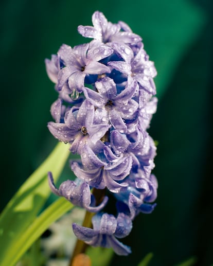 La fotógrafa holandesa Lou-Lou van Staaveren dedicó este proyecto al jardín que comenzó a cultivar con su familia hace tres años en Aalsmeer, un pueblo en la periferia de Ámsterdam conocido como “la capital mundial de las flores” por su tradición comercial. La familia tenía un terreno en desuso y se puso a darle vida. Cada uno desarrolló su idea y entre todas sus ideas se fue componiendo un jardín diverso: “Es enorme, pero, como está diseñado con inteligencia y distribuido en espacios autónomos, resulta acogedor”, escribe la artista en la presentación de su obra. Cuenta que tienen un estanque con nenúfares, un invernadero, una colina cubierta de flores, un huerto (a su cargo), un cobertizo para las herramientas, un laberinto perfecto para jugar al escondite, un bosquecillo, un gato y mucho más. Este proyecto fotográfico se titula Pleasant Place, traducción del latín locus amoenus: el lugar idílico, el edén. El suyo está en la periferia de Ámsterdam, una muestra de que es posible conjugar lo natural y lo urbano. Otras dicotomías que trastoca su obra son las de labor manual frente a creación y esfuerzo frente a placer. Lou-Lou van Staaveren se siente jardinera y fotógrafa. Ella trabaja, ella disfruta.