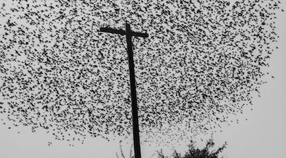 'Pájaros en el poste', fotografía tomada en la carretera a Guanajuato, México, en 1990.