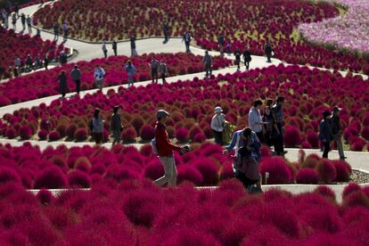 Las hojas de la coquia o artemisa roja (Kochia scoparia), un arbusto también conocido como pinito japonés o falso ciprés, viran de color a lo largo del año, desde un verde brillante en primavera hasta los incendiarios rojos otoñales que le han valido su nombre en inglés: fireweed o hierba de fuego. Utilizada como forraje, la coquia es también muy apreciada como planta ornamental, sobre todo en Japón. Las de la foto, tomada el pasado lunes, forman un tapiz púrpura en el parque costero de Hitachi, un jardín de 70 hectáreas en Hitachinaka, al norte de Tokio, muy popular entre los japoneses por sus grandes praderas de flores —cinias, tulipanes, amapolas, narcisos, anémonas, lavandas, nemophilas azules…— diferentes según la estación.