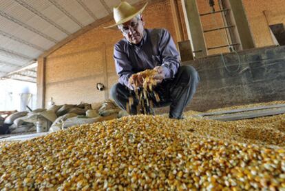 Un agricultor examina maíz transgénico.