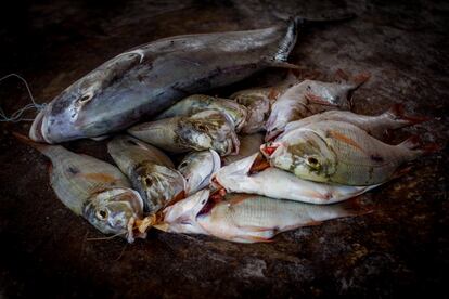 Ejemplos del pescado que se vende en la lonja de Uroa. Un pescador gana unos once euros de media al día.