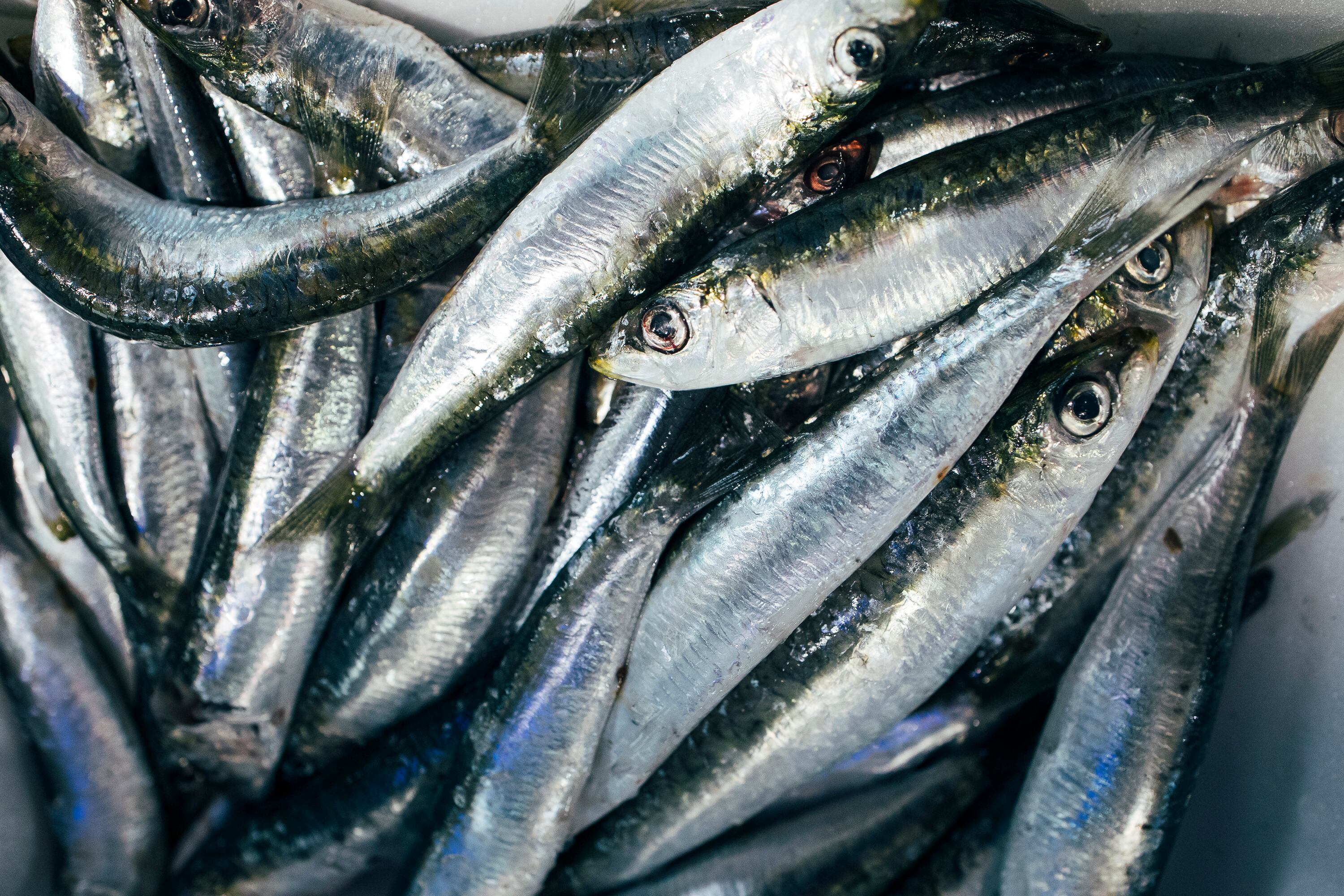 Sardinas de un puesto de pescado en el mercado de Santiago de Compostela (A Coruña), fotografiadas este jueves.