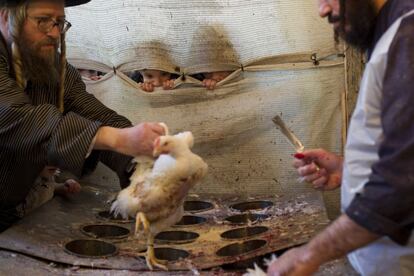Tres niños ultraortodoxos judíos siguen el ritual del Kaparot en Jerusalén, una tradición según la cual los pecados se convierten en gallinas. El Kaparot tiene lugar la víspera de Yom Kipur, una de las principales festividades judías.