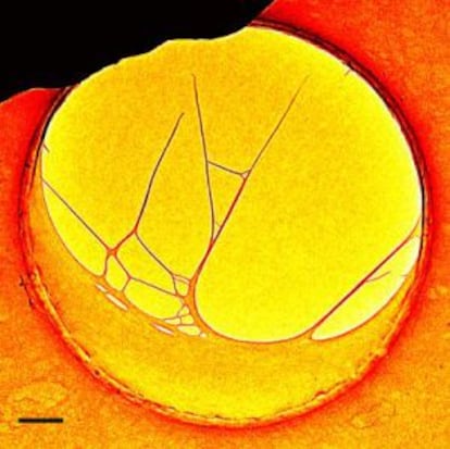 Una estructura de ADN visualizada con el nuevo microscopio electrónico de 4D.