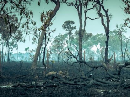 La selva tropical del Amazonas, el ecosistema más rico de la Tierra, destruido tras los incendios