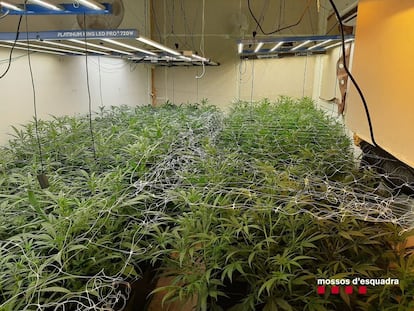 Plantación de marihuana en el interior de una vivienda de Piera (Barcelona), el 17 de abril de 2025.