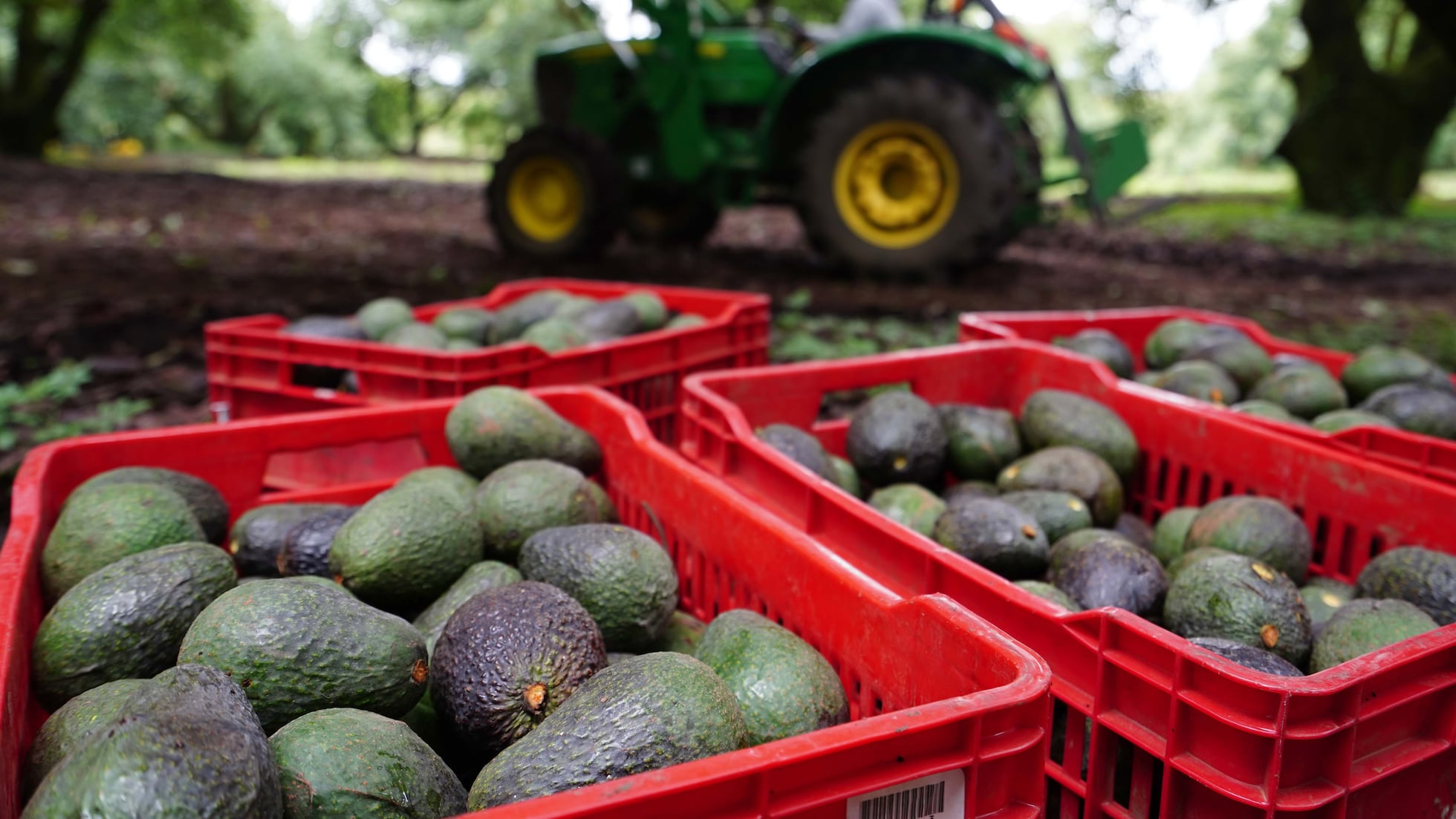 Michoacán vuelve a exportar aguacate a EE UU tras la suspensión por la violencia | EL PAÍS México
