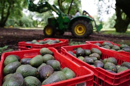 aguacates de michoacan