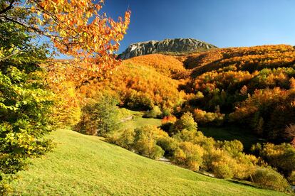 Las escondidas laderas por donde descuelgan sus aguas los veneros del río Narcea atesoran, entre sus cerros y vallejadas, la más sana y extensa mancha forestal caducifolia de España. Bosques que cobijan la población osera más nutrida de la Península Ibérica.