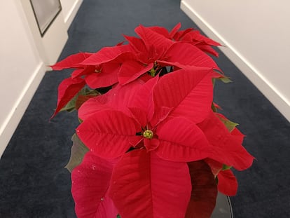 Una poinsetia mostrando sus pequeñas flores amarillentas en el pasillo de unas oficinas.