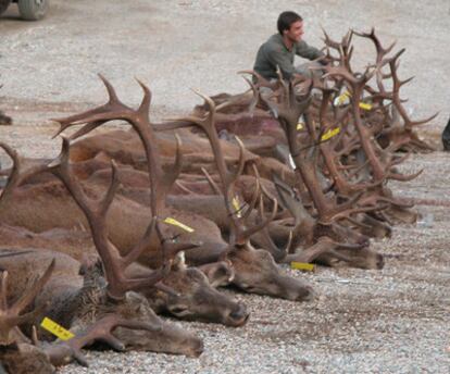 These culled deer were used in a study at Extremadura University.