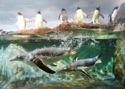 Dos pingüinos se zambullen en la piscina del zoológico de Francfurt mientras otros ejemplares se mantienen fuera del agua.