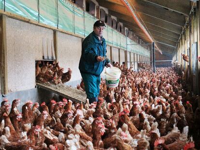 Un granjero alimenta a las gallinas en una planta en Elstorf (Alemania).