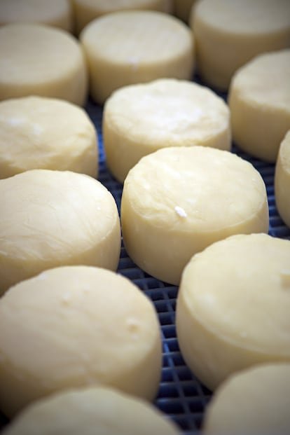 El queso de Las Brañas, en Pendes. 