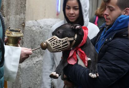 Un perro recibe la bendición por parte del Padre Ángel, en la iglesia madrileña de San Antón.