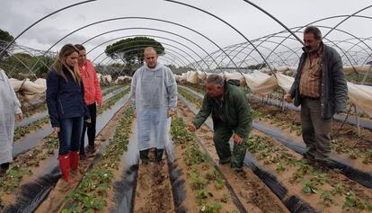 Candidatos del partido Ciudadanos a las elecciones andaluzas visitan un campo de fresas de Huelva.