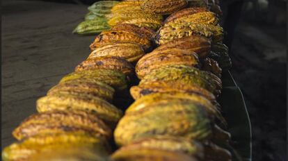 As frutas de cacau são adquiridas na costa equatoriana da Amazônia