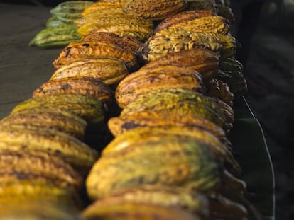 As frutas de cacau são adquiridas na costa equatoriana da Amazônia