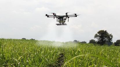 Fumigación de un campo de caña de azúcar mediante un dron. 