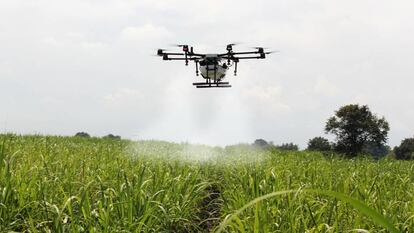 Fumigación de un campo de caña de azúcar mediante un dron.