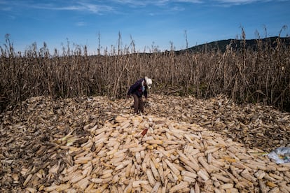 México es uno de los principales productores de maíz de la región, sin embargo constantemente tiene perdidas por el robo de estos productos y sus derivados.