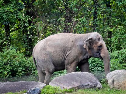 La elefanta 'Happy', en el recinto donde vive en el zoológico del Bronx (Nueva York), en una imagen de 2018.