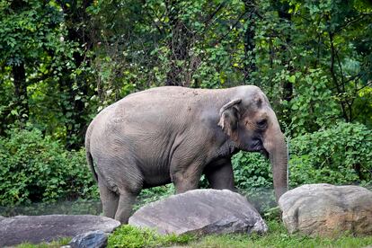 The elephant 'Happy'