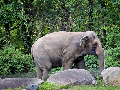 La elefanta 'Happy', en el recinto donde vive en el zoológico del Bronx (Nueva York), en una imagen de 2018.