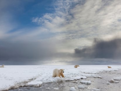 Osos polares en el mar de Beaufort, en el Refugio Nacional de Vida Silvestre del Ártico, en Alaska.