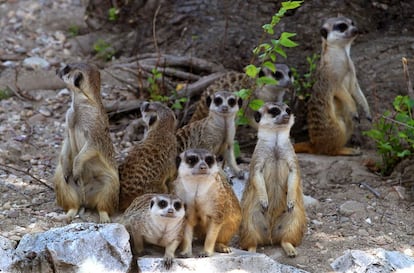 Un grupo de suricatas se protege a la sombra de un árbol al mediodía en el zoo de Madrid.