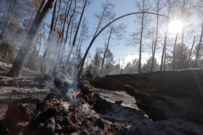  Rescoldos de una zona arrasada en un paraje en la sierra de Teruel, este domingo.