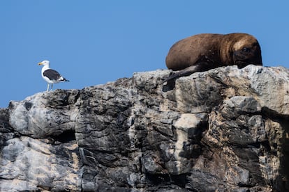 Una foca y una gaviota.