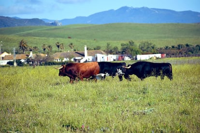 Toros de La Palmosilla, en la dehesa gaditana.