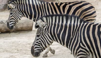 Dues zebres al zoo.