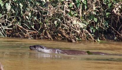 La nutria nadando pl&aacute;cidamente en la desembocadura del Llobregat.