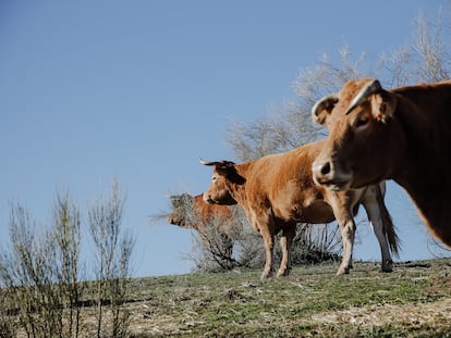 Explotación de vacas en Colmenar Viejo (Madrid), el mes pasado.