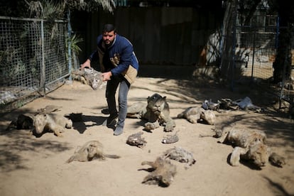 Oweida ha explicado que está negociando con un criador de leones de Gaza para vender el famélico tigre por cerca de 21.000 euros. En la imagen, el dueño del zoo muestra los animales que murieron durante la guerra de 2014.