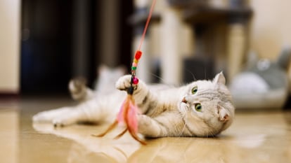 Gracias a estos juguetes se estimula el ejercicio y la diversión de los gatos. GETTY IMAGES.