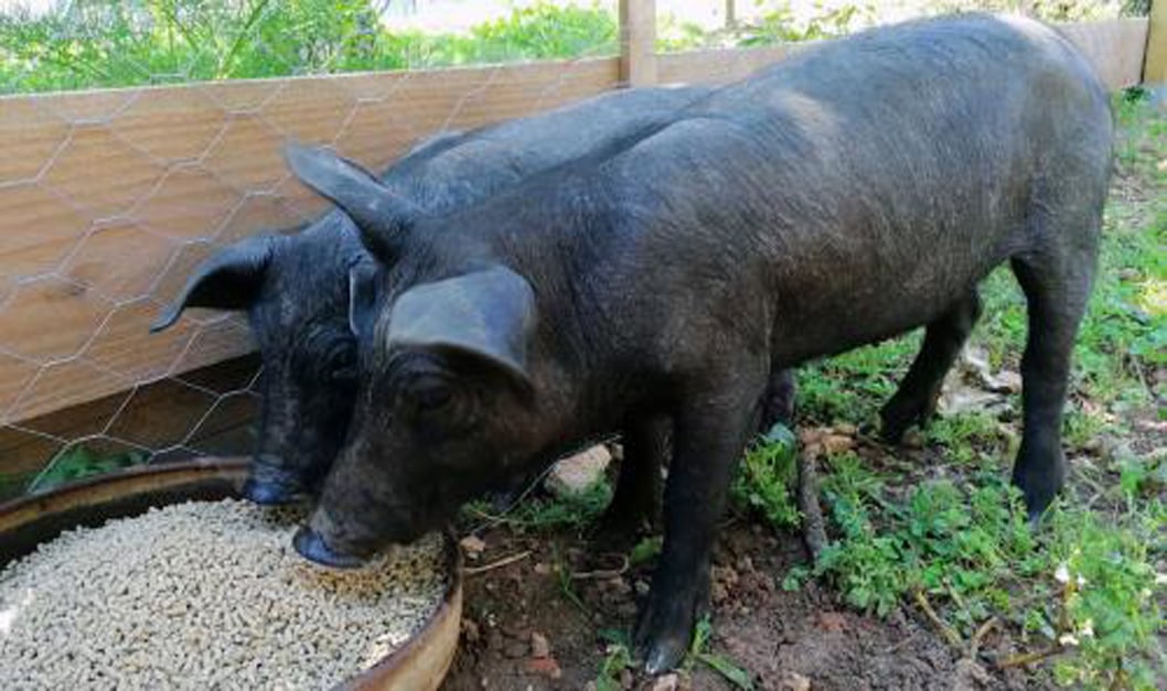 Imagen del cerdo de Sant Antoni, sacada de una nota de prensa del Ajuntament de Ciutadella de Menorca.