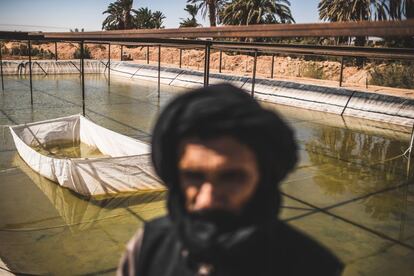 En una de las piscinas del exterior del recinto, 120 hembras y 40 machos de tilapias del Nilo y roja están rodeadas de sus pequeños alevines, más otros 4.000 en otro depósito y 6.000 peces ya en ceba hasta que alcancen los 250 gramos, el peso idóneo para su consumo.