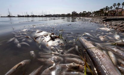 Peces muertos en el Mar Menor.