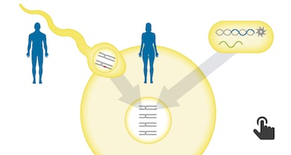 GRÁFICO: A técnica CRISPR, que repara o DNA nocivo